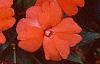 Impatiens platypeltatum 'Ovation Salmon', habit