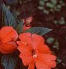Impatiens platypeltatum 'Ovation Salmon', habit