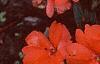 Impatiens platypeltatum 'Ovation Salmon', habit