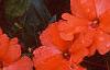 Impatiens platypeltatum 'Ovation Salmon', habit