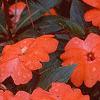 Impatiens platypeltatum 'Ovation Salmon', habit