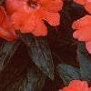 Impatiens platypeltatum 'Ovation Salmon', habit