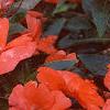 Impatiens platypeltatum 'Ovation Salmon', habit