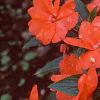 Impatiens platypeltatum 'Ovation Salmon', habit