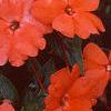 Impatiens platypeltatum 'Ovation Salmon', habit