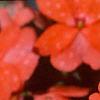 Impatiens platypeltatum 'Ovation Salmon', flowers