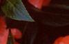 Impatiens platypeltatum 'Ovation Salmon', flowers