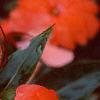 Impatiens platypeltatum 'Ovation Salmon', flowers