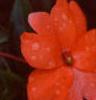 Impatiens platypeltatum 'Ovation Salmon', flowers