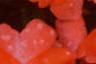 Impatiens platypeltatum 'Ovation Salmon', flowers