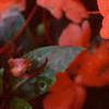 Impatiens platypeltatum 'Ovation Salmon', flowers