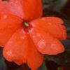 Impatiens platypeltatum 'Ovation Salmon', flowers