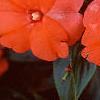 Impatiens platypeltatum 'Ovation Salmon', flowers