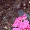 Impatiens platypeltatum 'Orchid Star', habit