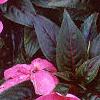 Impatiens platypeltatum 'Orchid Star', habit