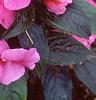 Impatiens platypeltatum 'Orchid Star', habit