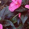 Impatiens platypeltatum 'Orchid Star', habit