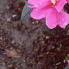 Impatiens platypeltatum 'Orchid Star', habit