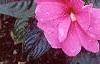 Impatiens platypeltatum 'Orchid Star', habit