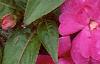 Impatiens platypeltatum 'Purple Gem', flowers