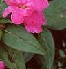 Impatiens platypeltatum 'Purple Gem', flowers