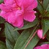 Impatiens platypeltatum 'Purple Gem', flowers