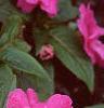 Impatiens platypeltatum 'Purple Gem', flowers