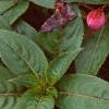 Impatiens platypeltatum 'Purple Gem', flowers