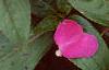 Impatiens platypeltatum 'Purple Gem', flowers