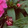 Impatiens platypeltatum 'Purple Gem', flowers