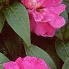 Impatiens platypeltatum 'Purple Gem', flowers