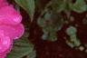 Impatiens platypeltatum 'Purple Gem', flowers