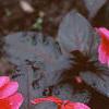 Impatiens platypeltatum 'Red Peppermint', habit