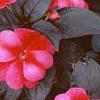 Impatiens platypeltatum 'Red Peppermint', habit