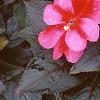 Impatiens platypeltatum 'Red Peppermint', habit