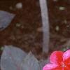 Impatiens platypeltatum 'Red Peppermint', habit