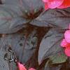Impatiens platypeltatum 'Red Peppermint', habit