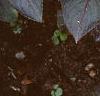 Impatiens platypeltatum 'Red Peppermint', habit