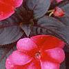 Impatiens platypeltatum 'Red Peppermint', flowers
