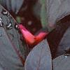 Impatiens platypeltatum 'Red Peppermint', flowers
