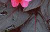 Impatiens platypeltatum 'Red Peppermint', flowers