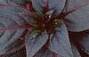 Impatiens platypeltatum 'Red Peppermint', flowers