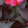 Impatiens platypeltatum 'Red Peppermint', flowers