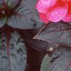 Impatiens platypeltatum 'Red Peppermint', flowers