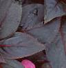 Impatiens platypeltatum 'Red Peppermint', flowers