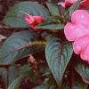Impatiens platypeltatum 'Ovation Rose Swirls', habit
