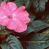 Impatiens platypeltatum 'Ovation Rose Swirls', habit