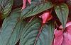 Impatiens platypeltatum 'Ovation Rose Swirls', habit