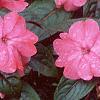 Impatiens platypeltatum 'Ovation Rose Swirls', habit
