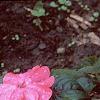 Impatiens platypeltatum 'Ovation Rose Swirls', habit